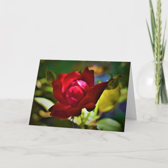 Rosa Roja, tarjeta (Anverso)