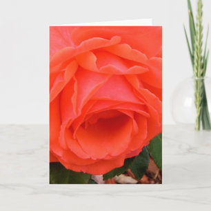 Rosa Roja - Tarjeta de saludo interior en blanco