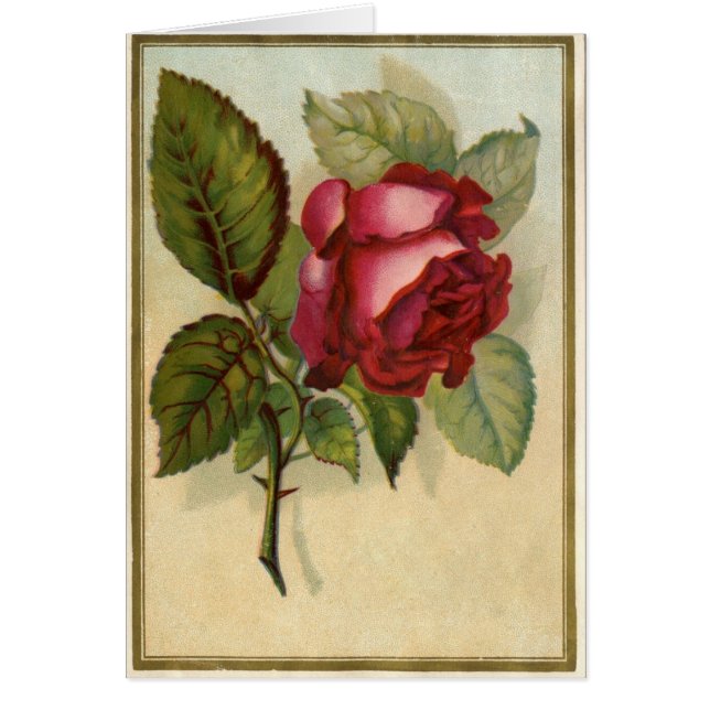 Rosa roja vintage (Frente)