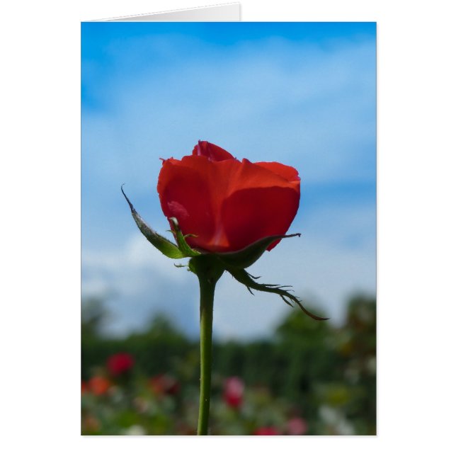 Rosa roja y cielo azul (Frente)