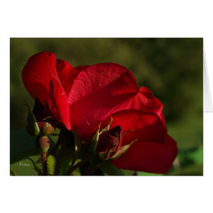 rosa rojo