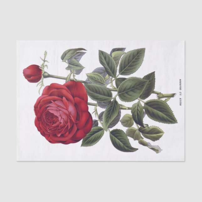 Rosa rojo 10" floral X 15" papel seda (Anverso)