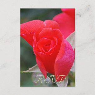 Rosa rojo de Quinceanera RSVP