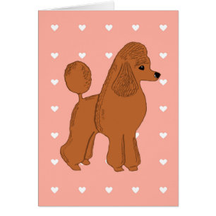 Rosa rojo del melocotón del caniche con la tarjet