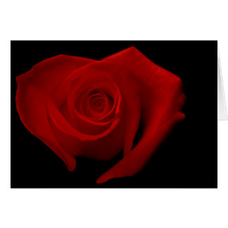 Rosa rojo en negro