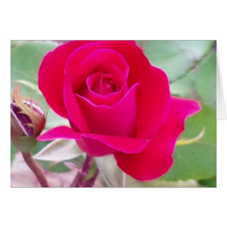 Rosa rojo, Lafayette del oeste, Indiana