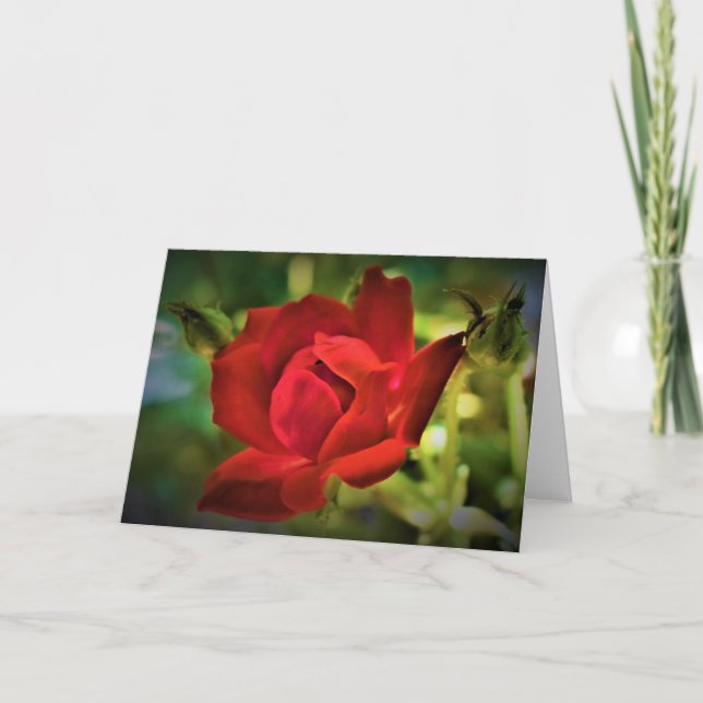 Rosa Rojo, tarjeta (Anverso)