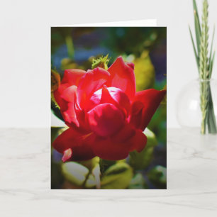 Rosa Rojo, tarjeta