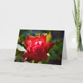 Rosa Rojo, tarjeta