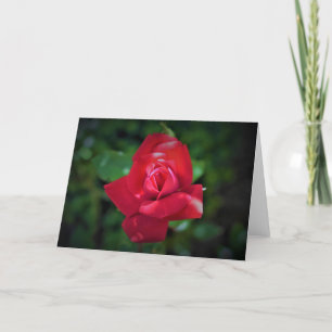 Rosa rojo, tarjeta