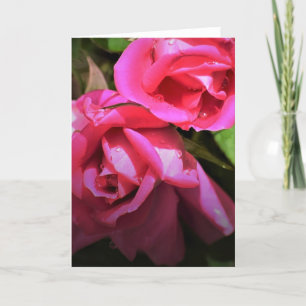 Rosa Rojo, tarjeta