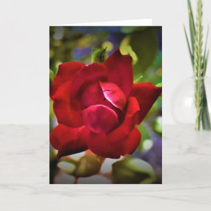 Rosa Rojo, tarjeta