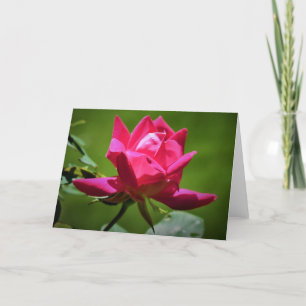 Rosa Rojo, tarjeta