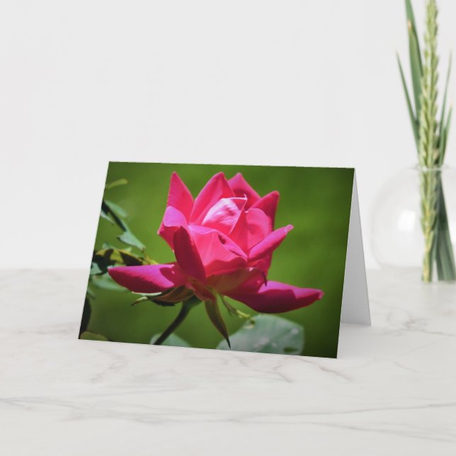Rosa Rojo, tarjeta (Anverso)