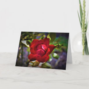 Rosa Rojo, tarjeta