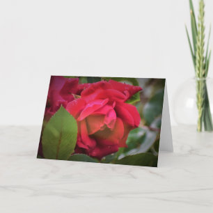 Rosa Rojo, tarjeta