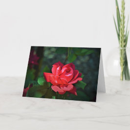 Rosa Rojo, tarjeta