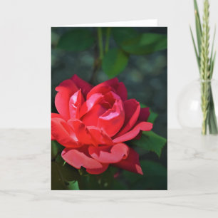 Rosa Rojo, tarjeta