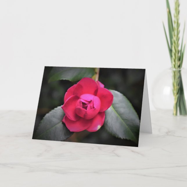 Rosa Rojo, tarjeta (Anverso)