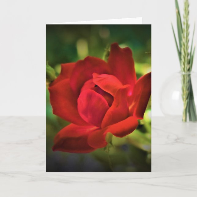 Rosa Rojo, tarjeta (Anverso)