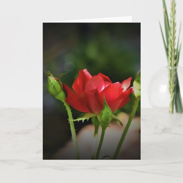 Rosa Rojo, tarjeta (Anverso)