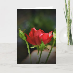 Rosa Rojo, tarjeta