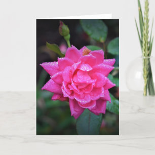 Rosa Rojo, tarjeta