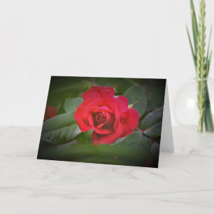 Rosa Rojo, tarjeta