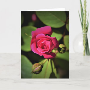 Rosa Rojo, tarjeta