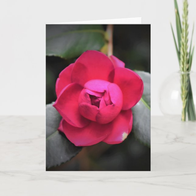 Rosa Rojo, tarjeta (Anverso)