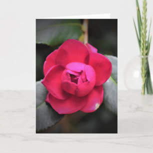 Rosa Rojo, tarjeta
