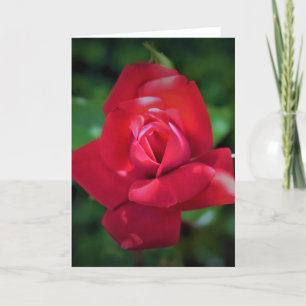 Rosa Rojo, tarjeta