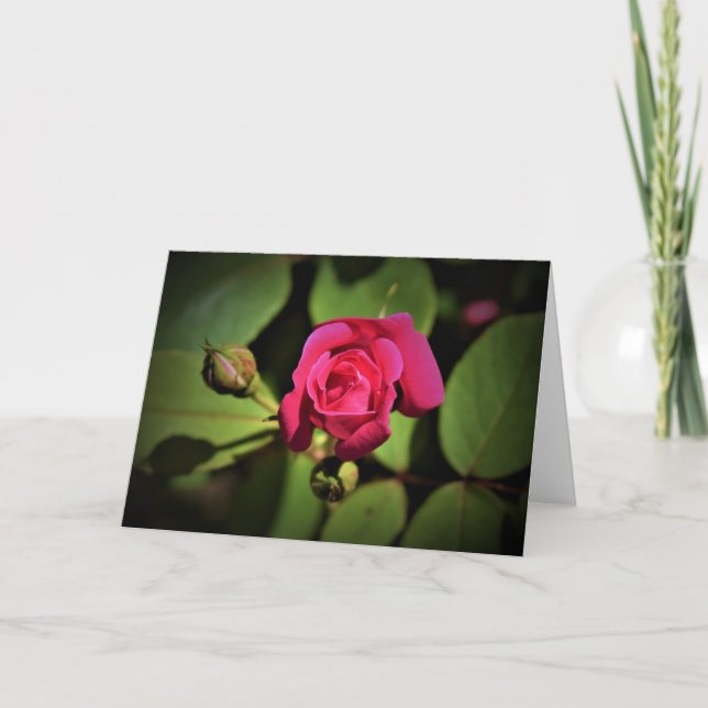 Rosa Rojo, tarjeta (Anverso)