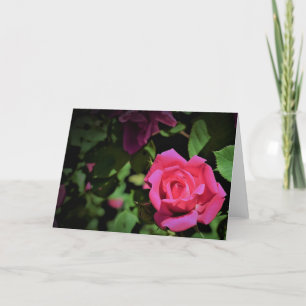 Rosa Rojo, tarjeta