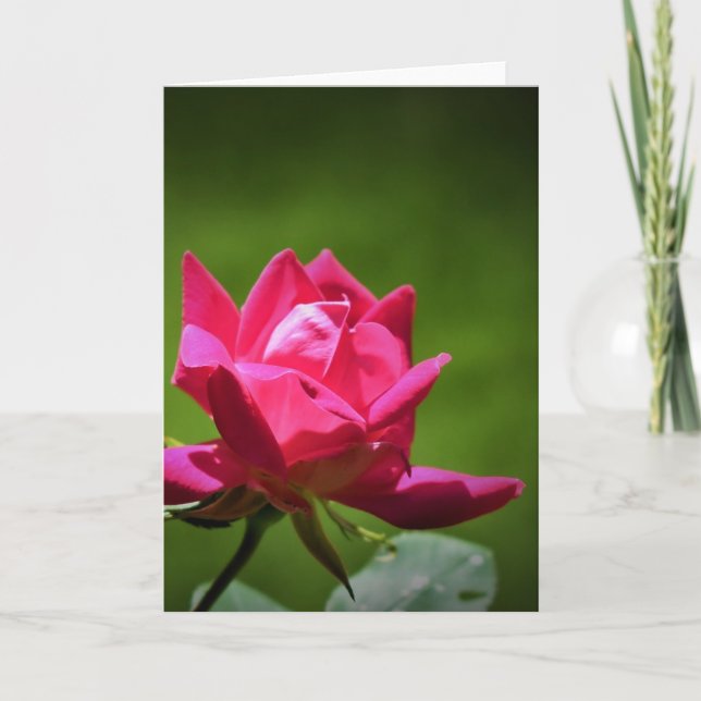 Rosa Rojo, tarjeta (Anverso)