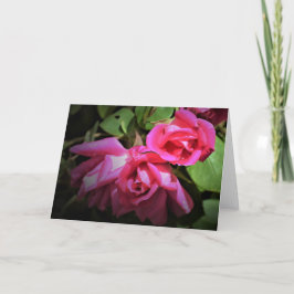 Rosa Rojo, tarjeta
