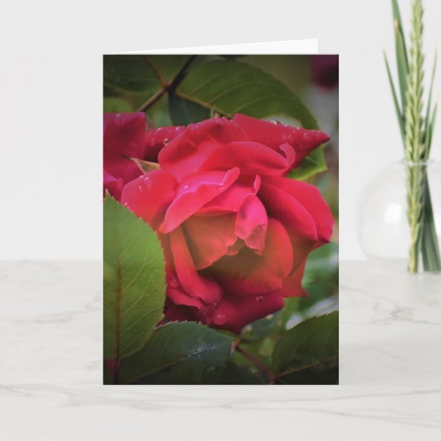 Rosa Rojo, tarjeta (Anverso)