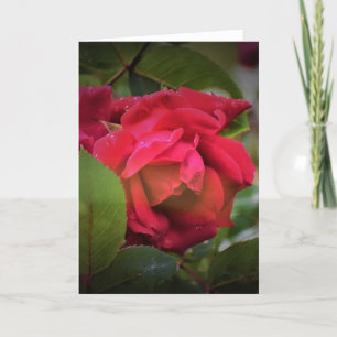 Rosa Rojo, tarjeta