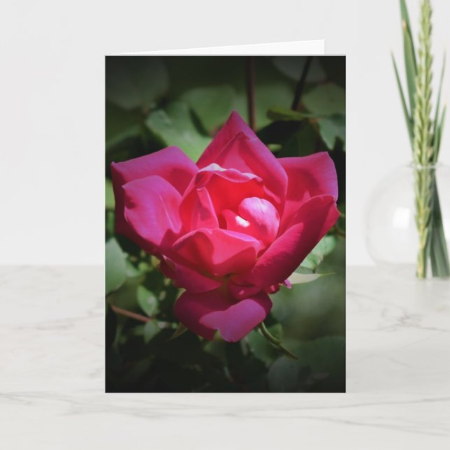 Rosa Rojo, tarjeta (Anverso)