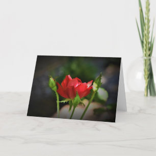 Rosa Rojo, tarjeta