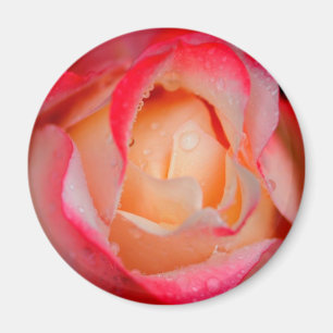 Rosa rojo y blanco del imán -