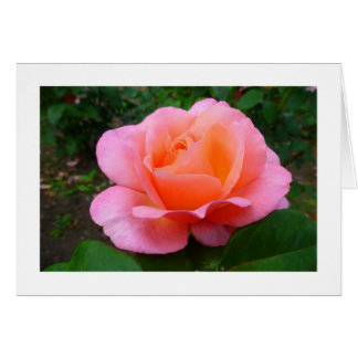 Rosa rosa