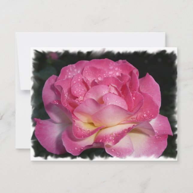 Rosa rosa (Anverso)