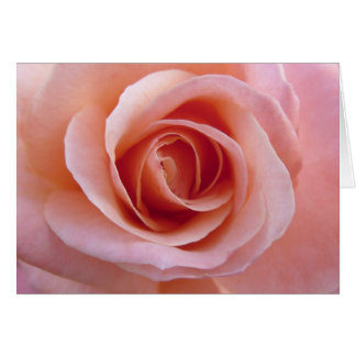 Rosa rosa
