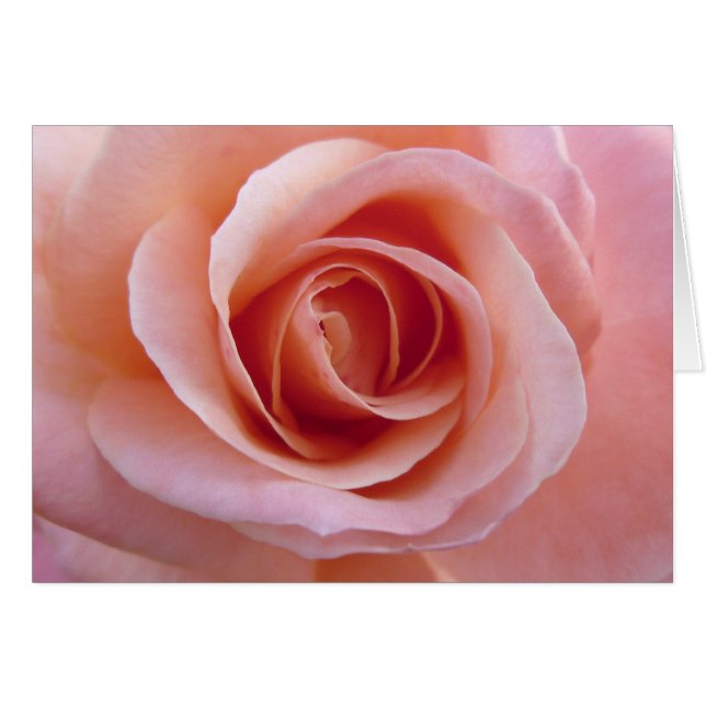 Rosa rosa (Anverso (Horizontal))