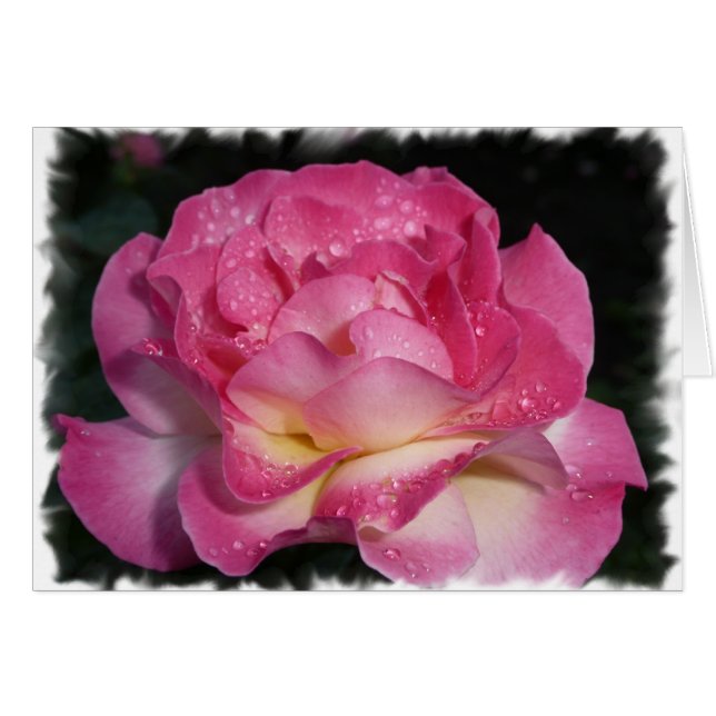Rosa rosa (Anverso (Horizontal))