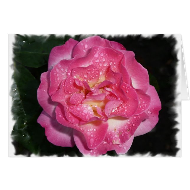 Rosa rosa (Anverso (Horizontal))