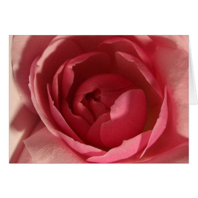 Rosa rosa (Anverso (Horizontal))