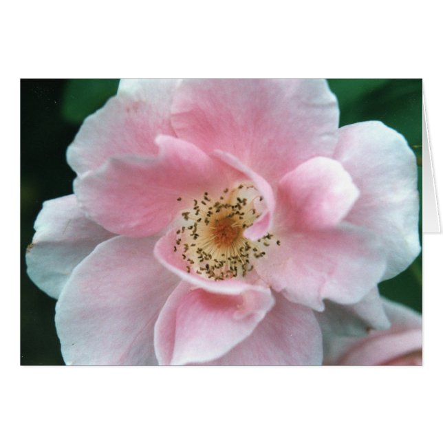 Rosa rosa (Anverso (Horizontal))