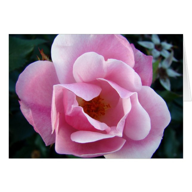 Rosa rosa (Anverso (Horizontal))